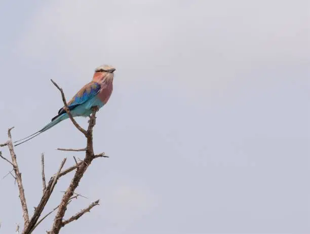 Profile view of a lilac-breasted roller perched on a dead tree branch in Tanzania.