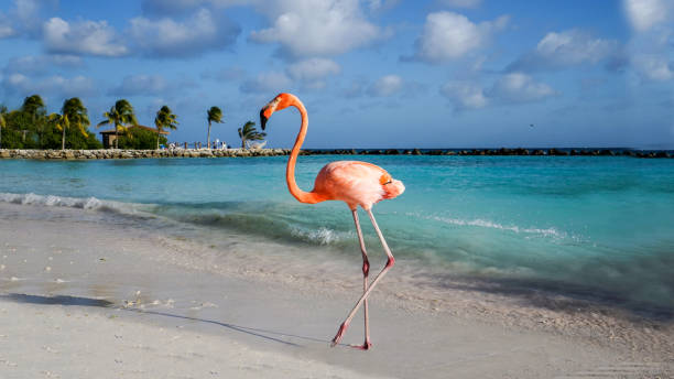 flamingo beach - animal beak bird wading foto e immagini stock