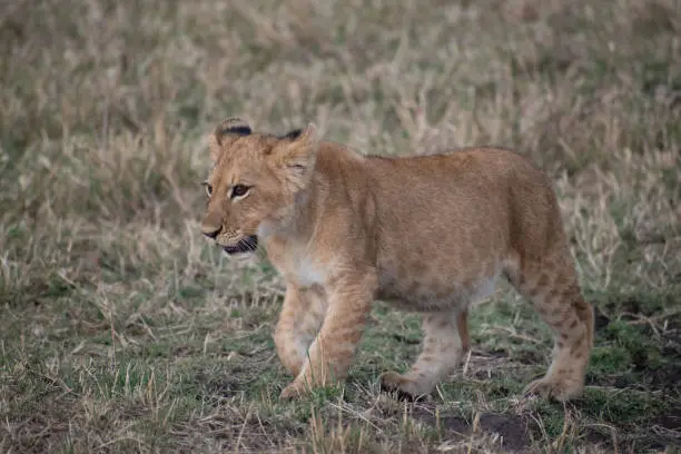 Young lion cub walking alone in the wild.