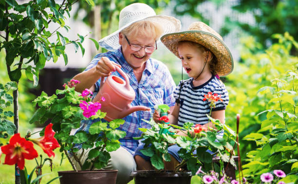 Gardening with a kids. Senior woman and her grandchild working in the garden with a plants. Hobbies and leisure, lifestyle, family life stock photo
