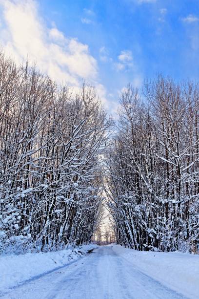 istock The snow road to the forest 1071910040