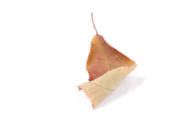 istock Beautiful colorful leaves 1071911806