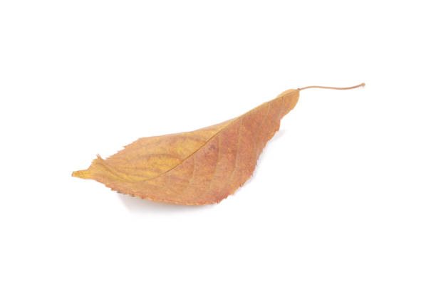 istock Beautiful colorful leaves 1071911892