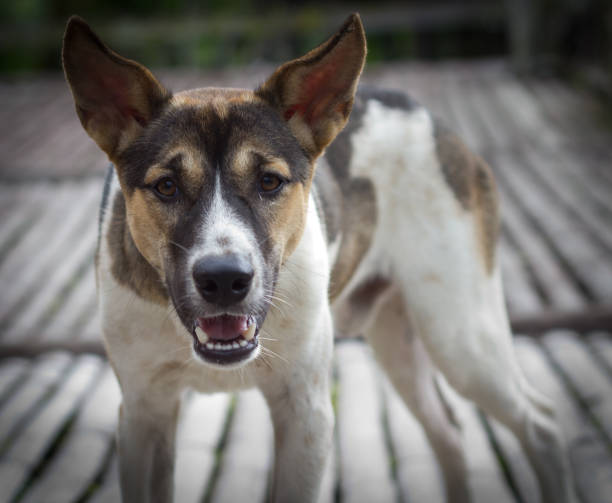 istock Aggression concept of a dog ready to attack 1071916546