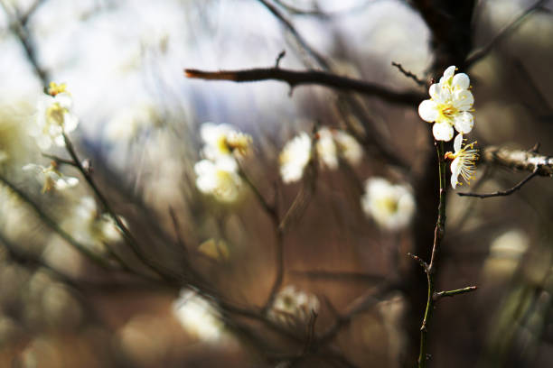 istock Garden cherry vdcm100-4 1071918358