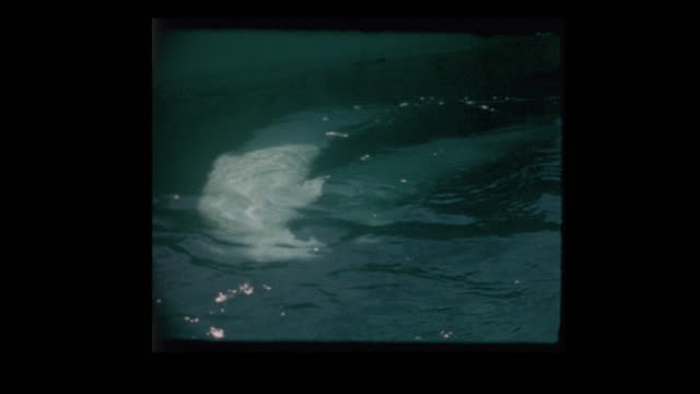 1965 Beluga White whales at Aquarium