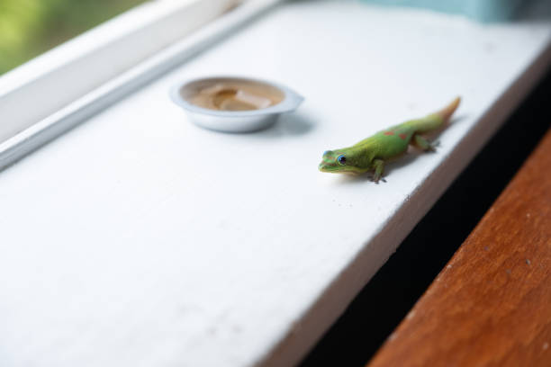 istock Geckos on a table and window sill, eating a small serving of jam. 1071921570