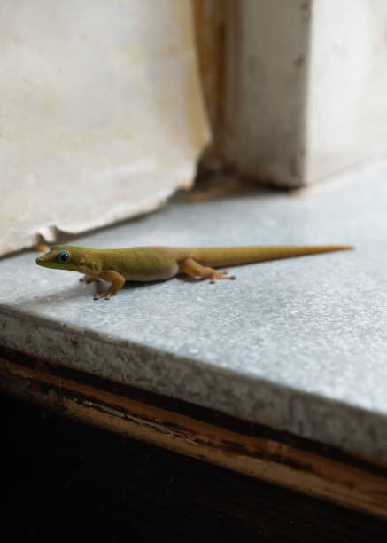 istock Geckos on a table and window sill, eating a small serving of jam. 1071921612