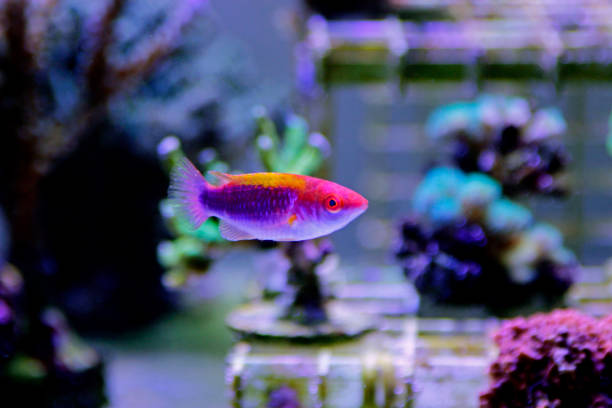 istock Multicolor Lubbock Fairy Wrasse - (Cirrhilabrus lubbocki) 1071924276
