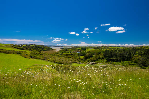 New Zealand countryside