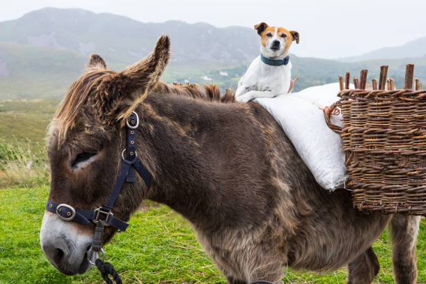 istock Dog Sitting on a Pony in County Kerry, Ireland 1071932428