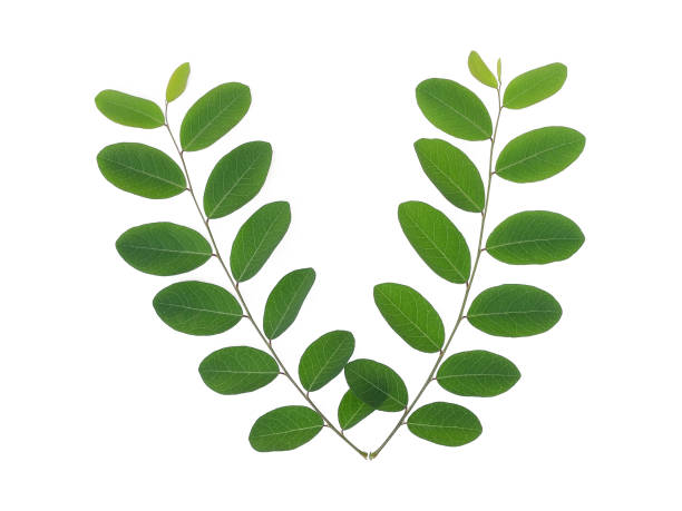 istock green leaves isolated on white background, flat lay, top view 1071932692