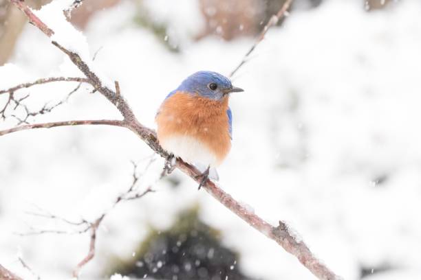 голубая птица в снегу - mountain bluebird bird bluebird blue стоковые фото и изображения