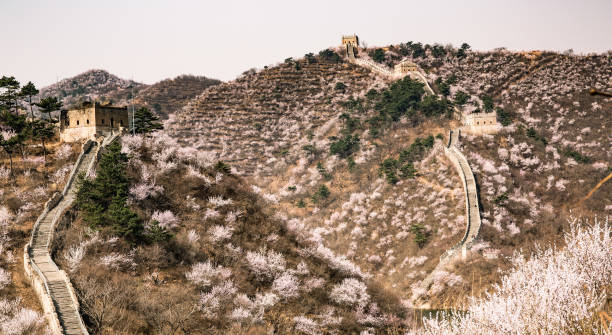 The Great Wall of China in rolling hills of cherry blossoms at Huanghuacheng stock photo