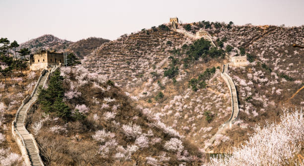 a grande muralha da china em rolling hills de cerejeiras em huanghuacheng - huanghuacheng - fotografias e filmes do acervo