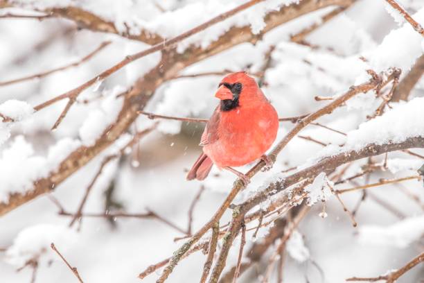 istock Snowy male red cardinal 1071935778