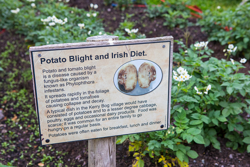 County Kerry, Republic of Ireland - August 17th 2018: A sign giving information about the Potato Blight and the Irish Diet at the Kerry Bog Village Museum in County Kerry, Republic of Ireland.