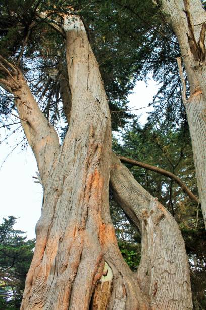 istock Trees in the midst of Moss Beach, CA 1071943662