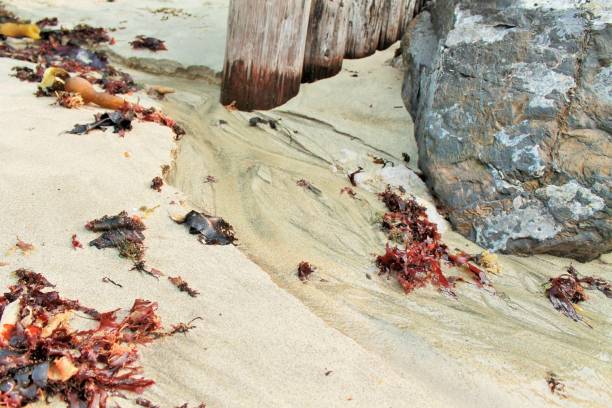 istock Rocks with seaweed running through water stream 1071943768