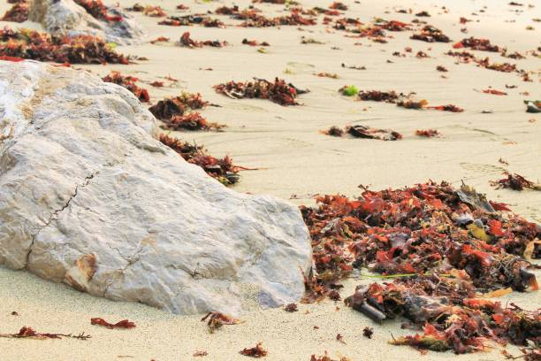 istock Red Seaweed hugging a rock 1071943820