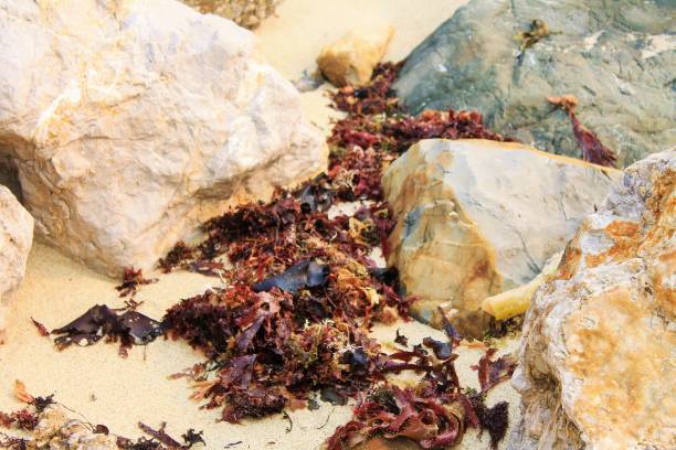 istock Red Seaweed among the rocks 1071943862