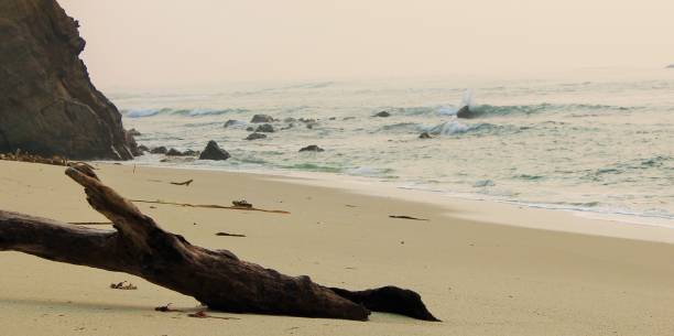 istock Bolder and Log among the sea 1071943928