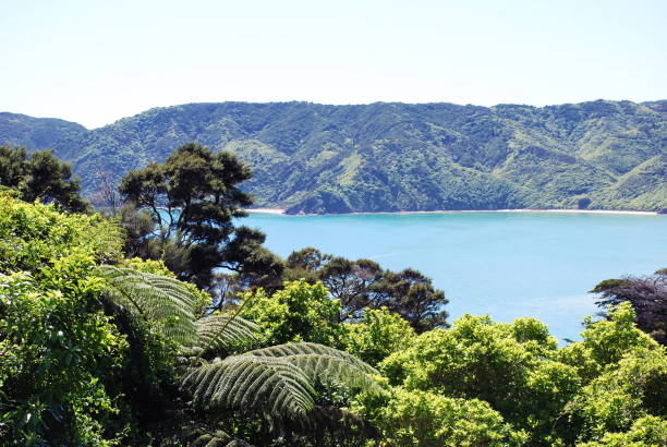 Wainui Bay, Abel Tasman National Park, Takaka, Golden Bay, NZ Looking out over Wainui Bay from Wainui Hill, Abel Tasman National Park, Takaka, Golden Bay, in New Zealand's South Island. nelson city new zealand stock pictures, royalty-free photos & images