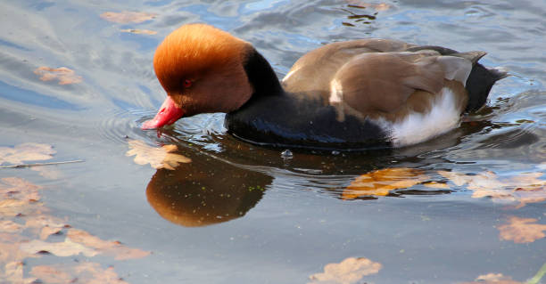 Red-Crested Pochard The red-crested pochard—particularly the male, with its red eyes, red beak, and reddish-orange head—is one of the more distinctive diving and dabbling ducks found in the public ponds of the United Kingdom. Many of them are actually feral or the descendants of feral ducks in the U.K., having escaped or been released into the wild to mix with natural populations. They can also be found in other parts of Europe, and parts of Africa and Central Asia. netta rufina stock pictures, royalty-free photos & images