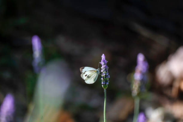 istock Butterfly in lavender flower 1071951200