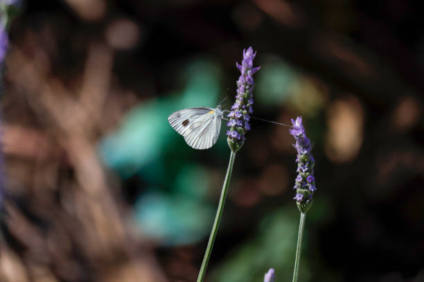 istock Butterfly in lavender flower 1071952220