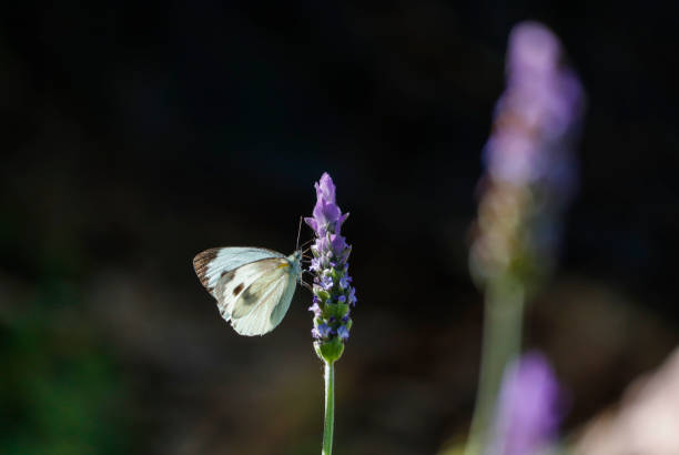 istock Butterfly in lavender flower 1071952226