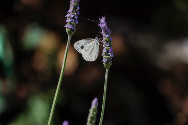 Butterfly in lavender flower