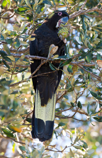 istock yellow tailed black cockatoo 1071954070