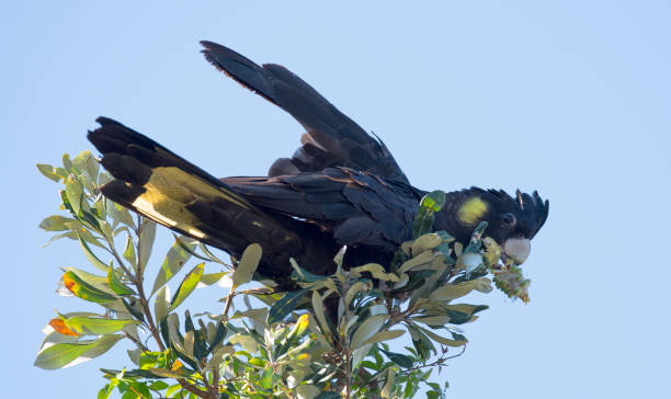 istock yellow tailed black cockatoo 1071954362