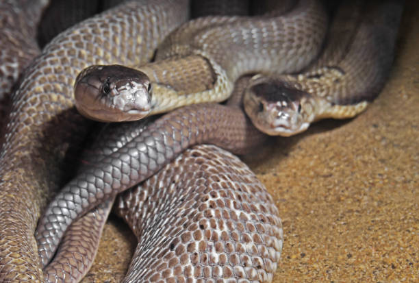 Albino Monocled Cobra Hooding with Forked Tongue!
