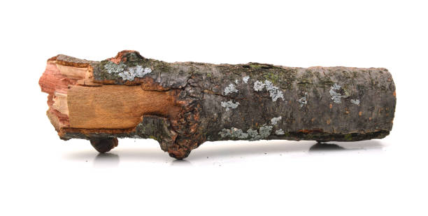An isolated wooden log for burning in a fire. stock photo