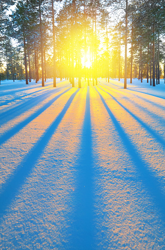 The picturesque winter sunset in the forest