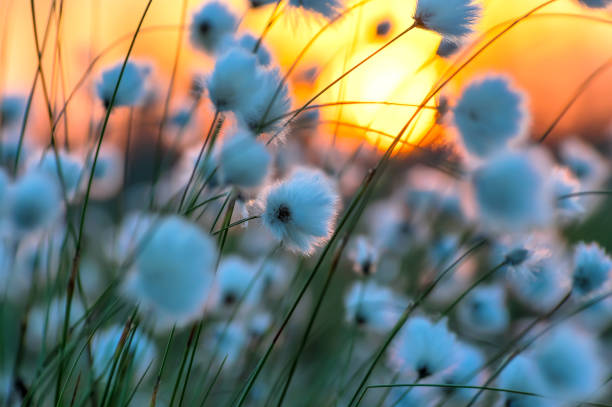 blooming cotton grass - cotton grass sedge grass nature imagens e fotografias de stock