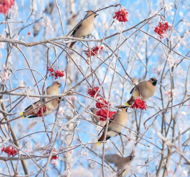 Flock of waxwings birds eat frozen rowan