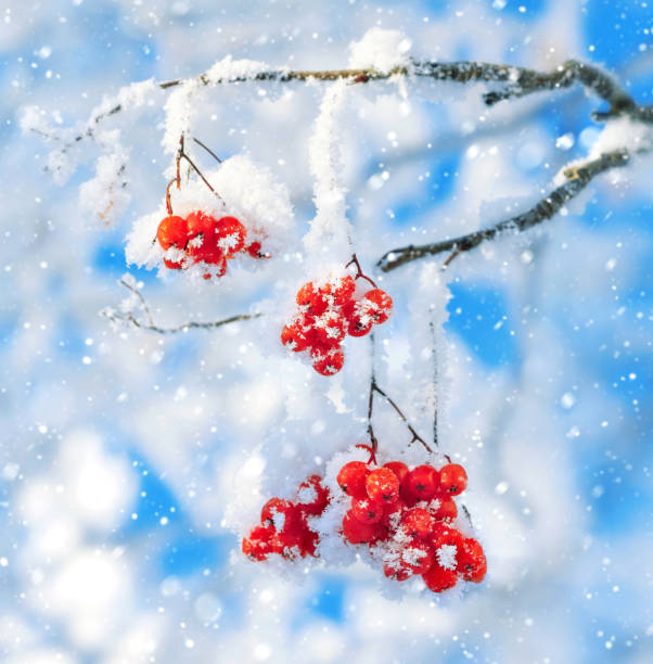 istock Frozen bunch of mountain ash 1071977272