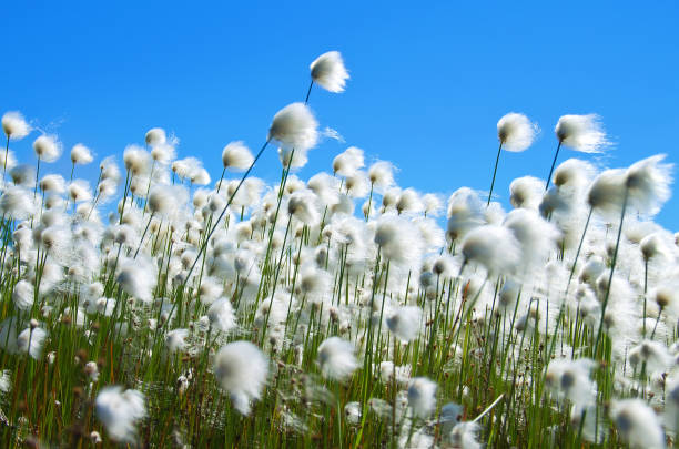 cotton grass on sky background - cotton grass sedge grass nature imagens e fotografias de stock