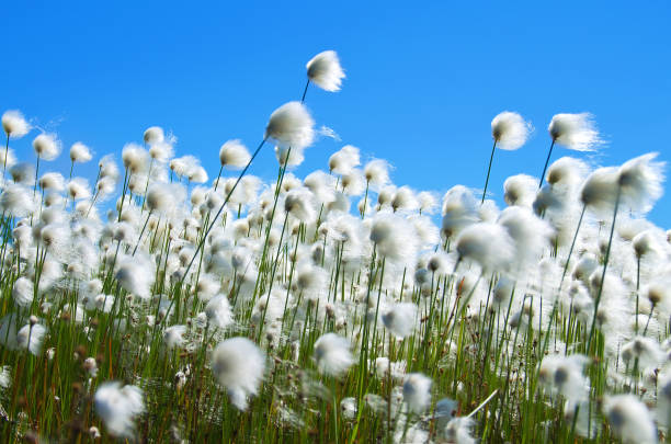 хлопковая трава на фоне неба - cotton grass стоковые фото и изображения