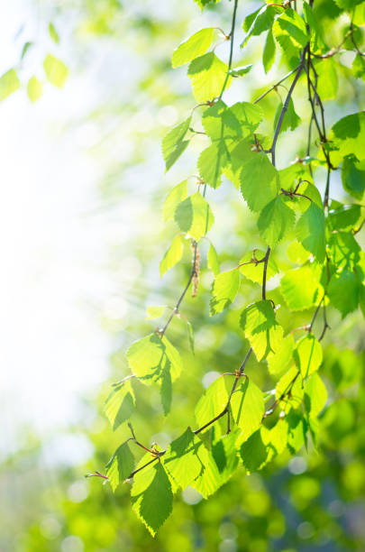 istock Birch leaves in the sunlight 1071977604