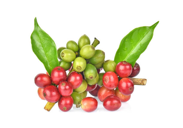 istock Fresh coffee beans isolated on white background 1071979994