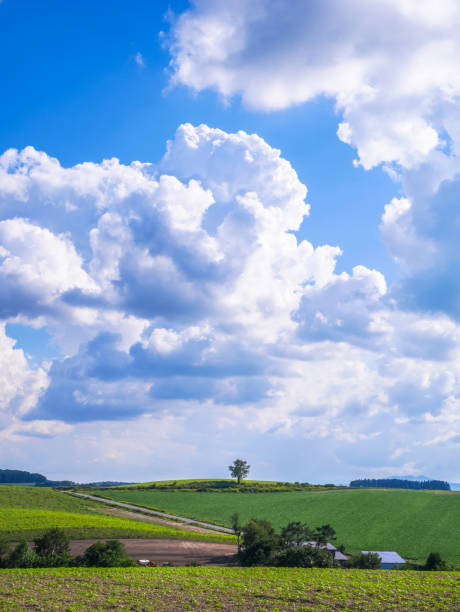 die schöne landschaft von biei stadt im sommer. biei liegt zwischen asahikawa und furano in hokkaido, japan. - biei stadt stock-fotos und bilder