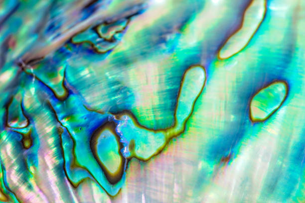 istock Close up multicolour texture background of paua shell, haliotis iris or Abalone shell 1071983646