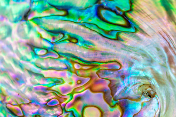 Close up multicolour texture background of paua shell, haliotis iris or Abalone shell stock photo