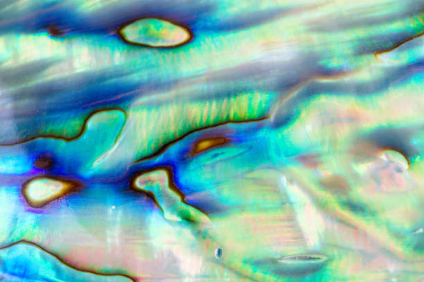 istock Close up multicolour texture background of paua shell, haliotis iris or Abalone shell 1071983680