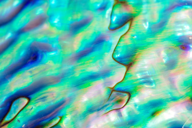 istock Close up multicolour texture background of paua shell, haliotis iris or Abalone shell 1071983682