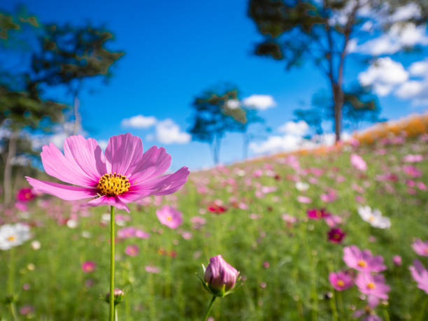 istock The flower in the garden. 1071987192